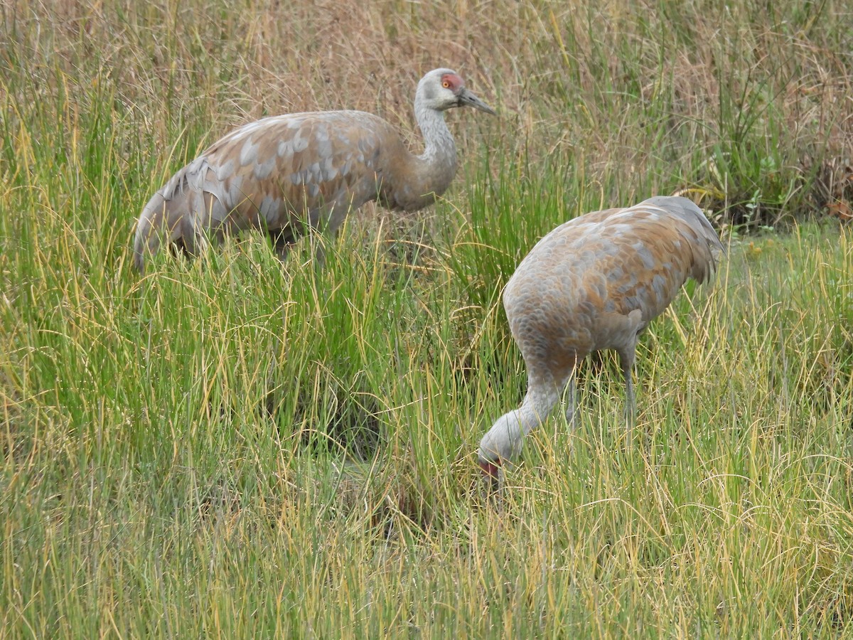Sandhill Crane - ML642511211