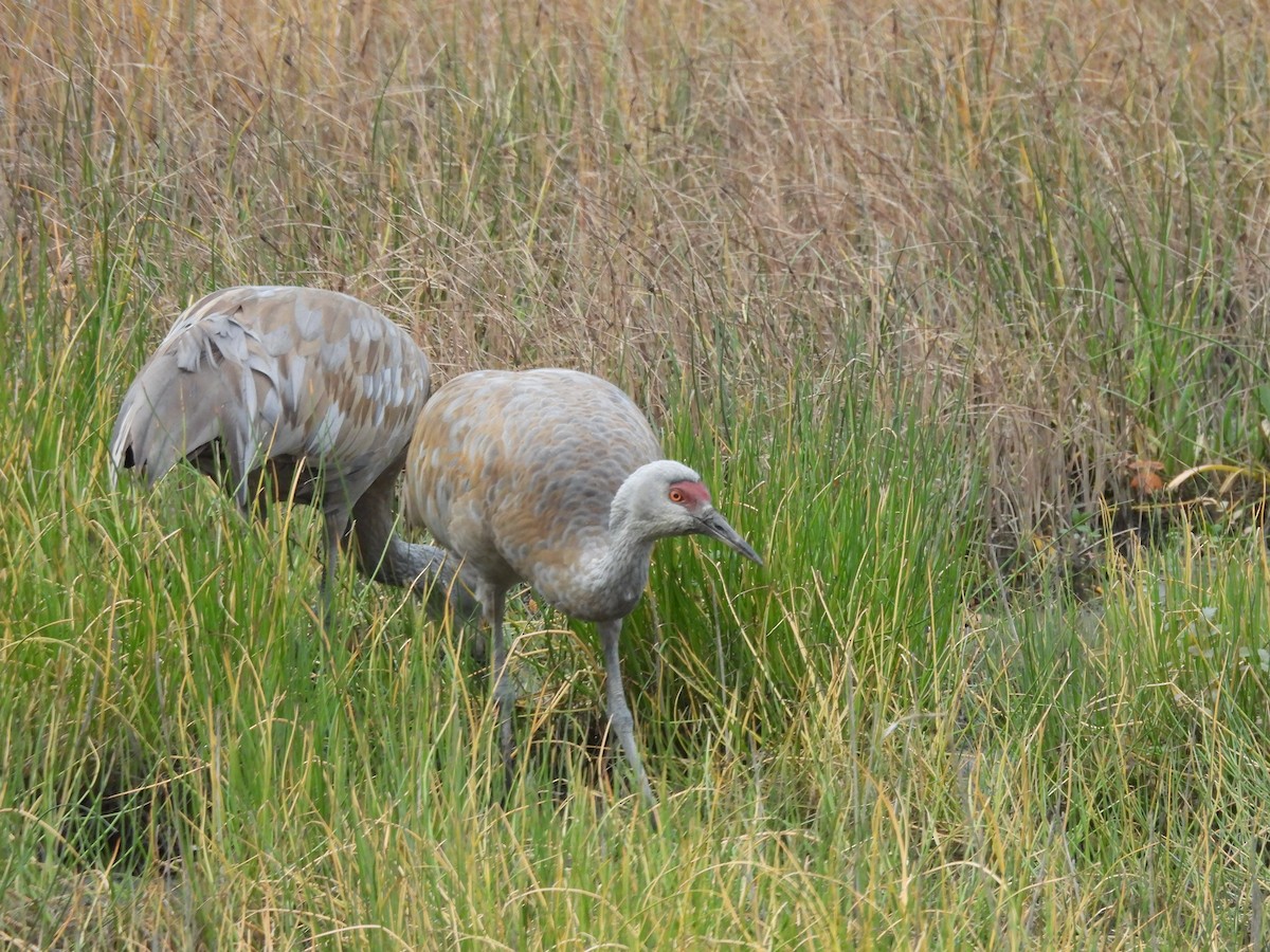 Sandhill Crane - ML642511212