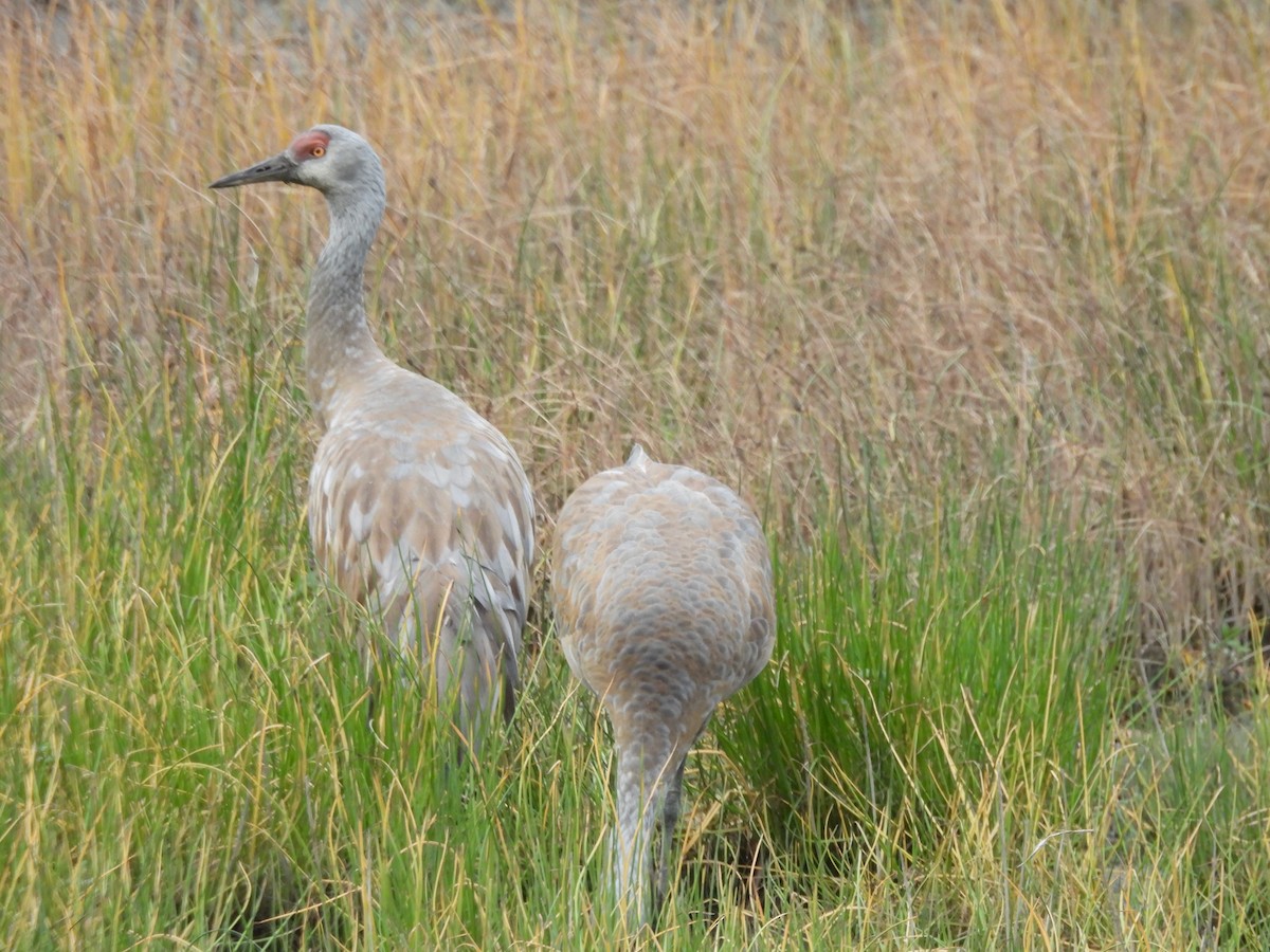Sandhill Crane - ML642511213