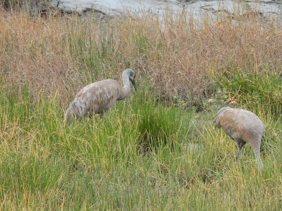 Sandhill Crane - ML642511214