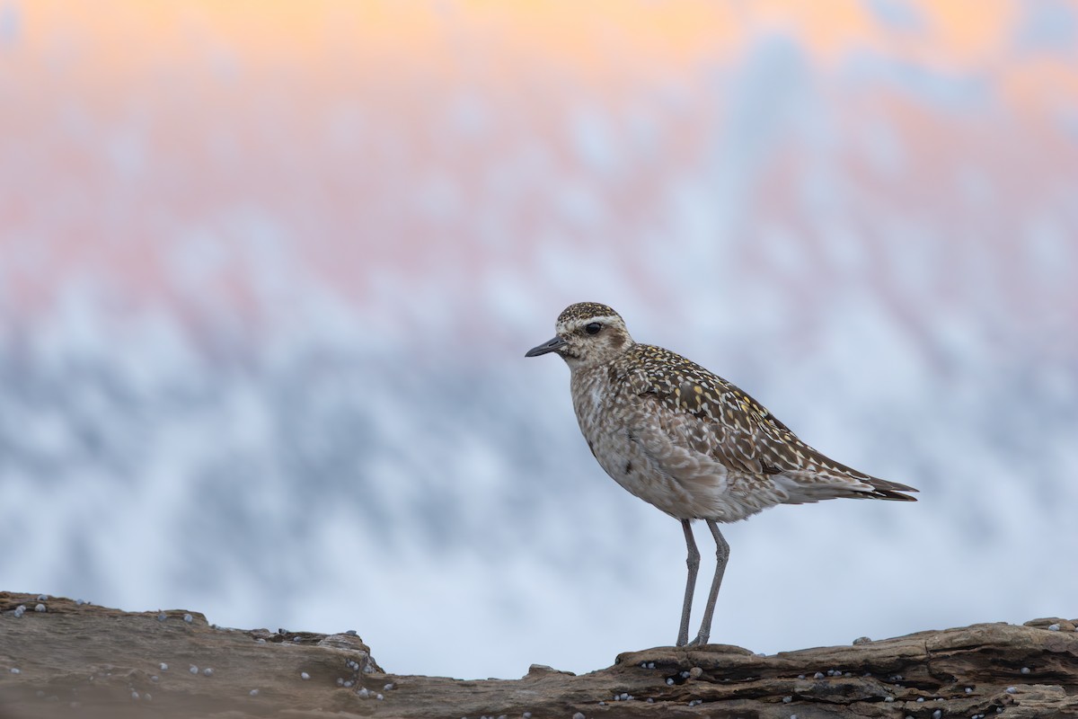 Pacific Golden-Plover - ML642511216