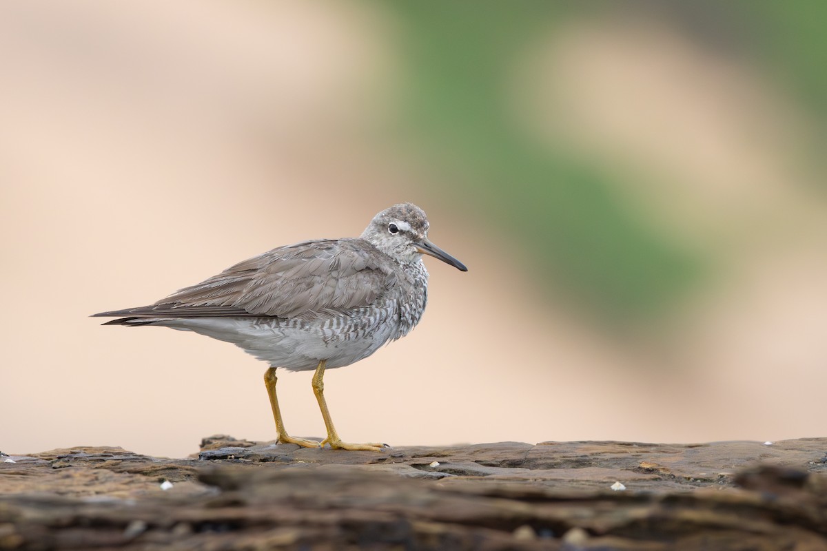 Gray-tailed Tattler - ML642511219