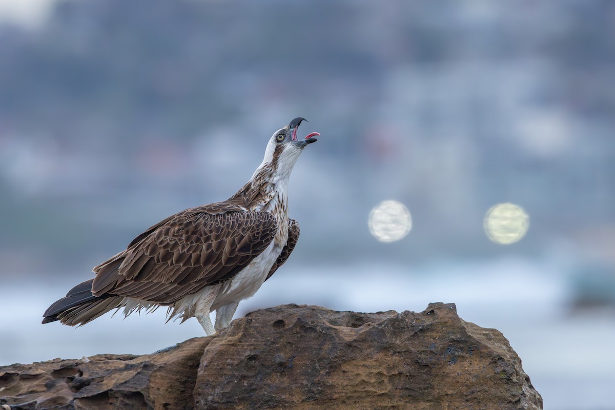 Osprey - ML642511225