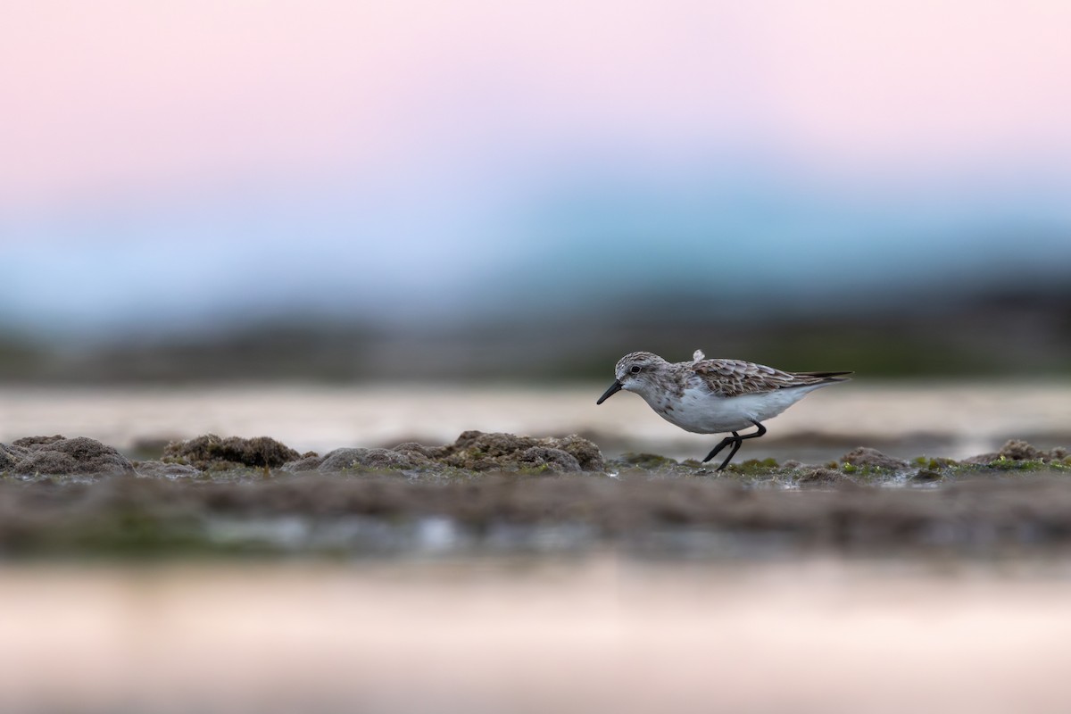 Red-necked Stint - ML642511229