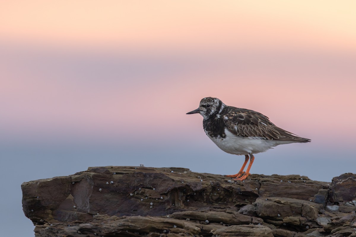 Ruddy Turnstone - ML642511230