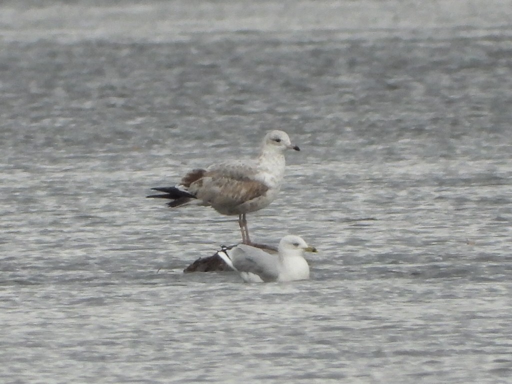 Ring-billed Gull - ML642511246