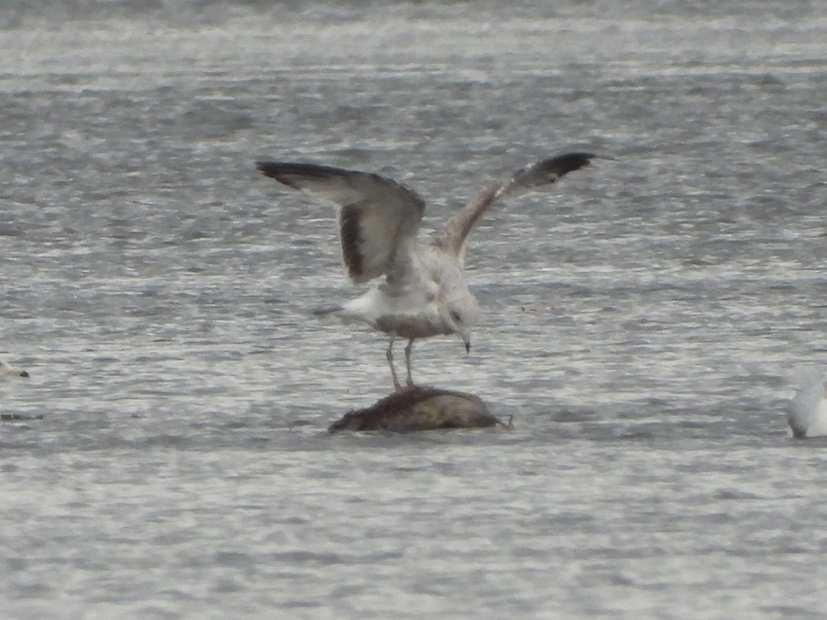 Ring-billed Gull - ML642511247