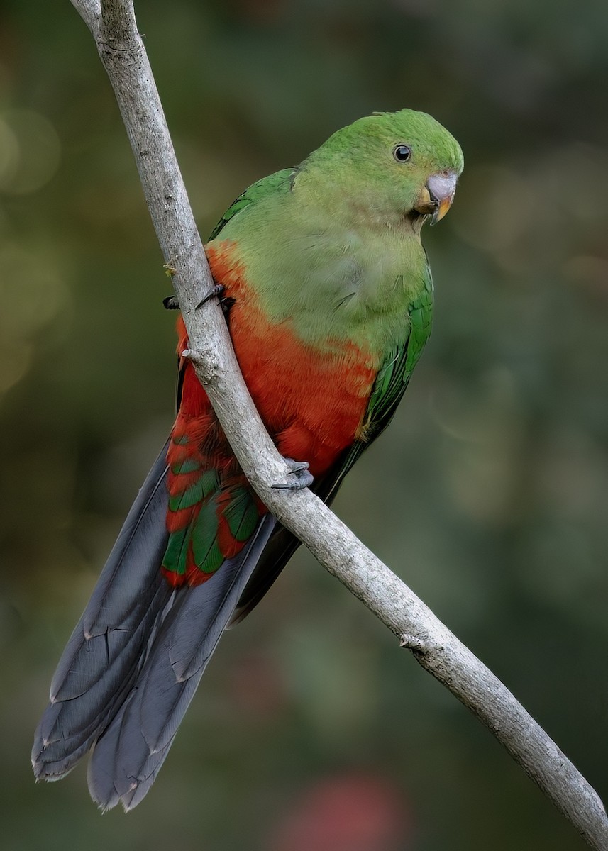 キンショウジョウインコ - ML642511300