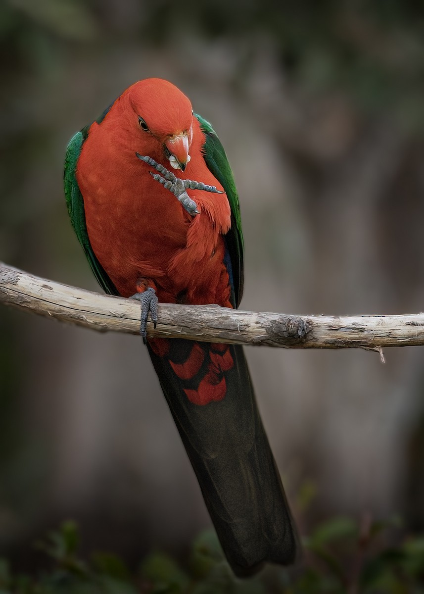 キンショウジョウインコ - ML642511301