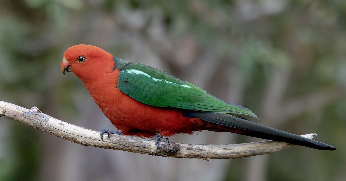 キンショウジョウインコ - ML642511302