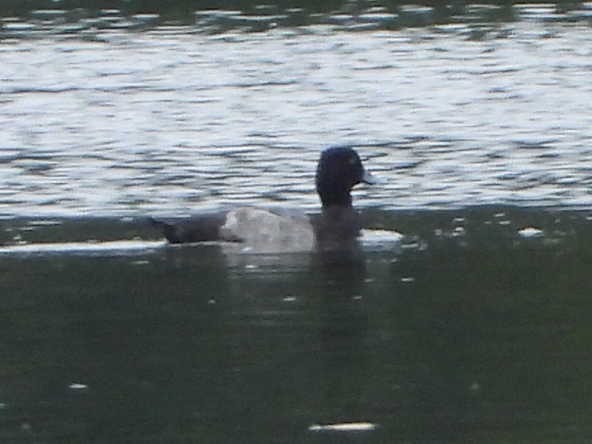 Lesser Scaup - ML642511306