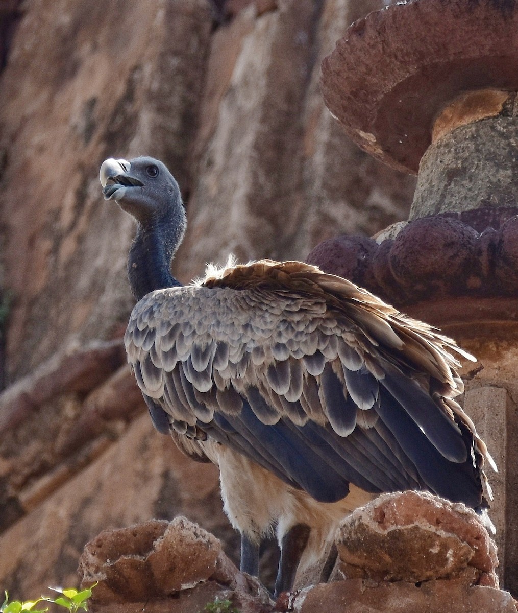 Indian Vulture - ML642511321