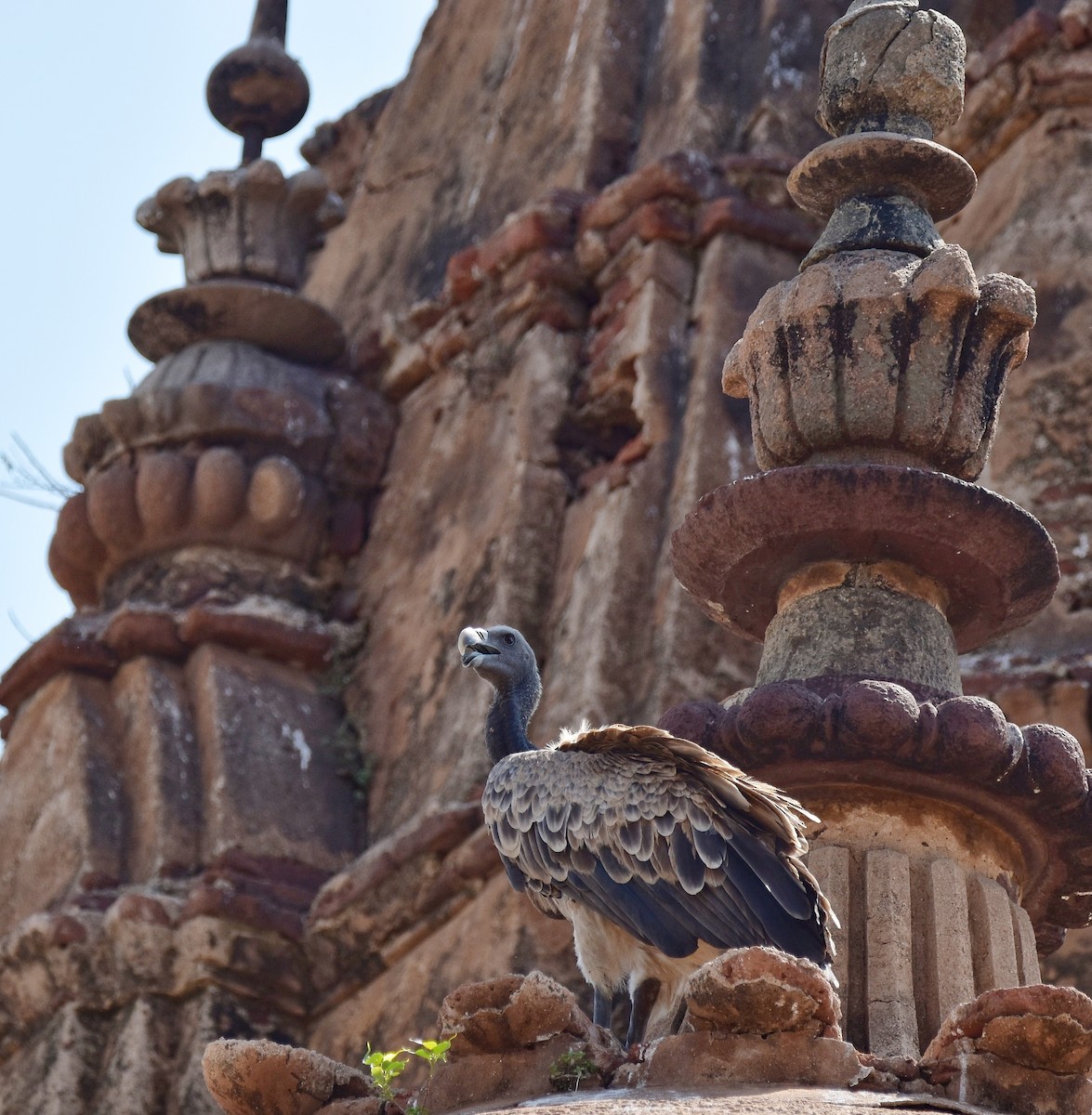 Indian Vulture - ML642511322