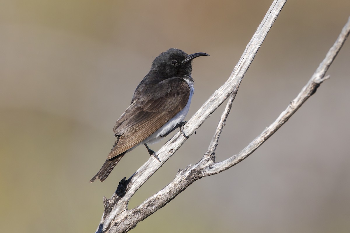 Black Honeyeater - ML642511325