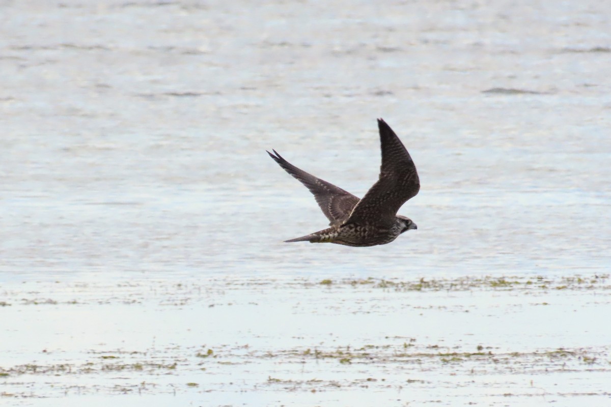 Peregrine Falcon - ML642511338