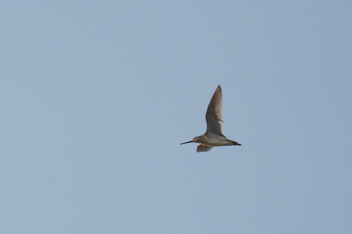 Short-billed Dowitcher - ML642511359