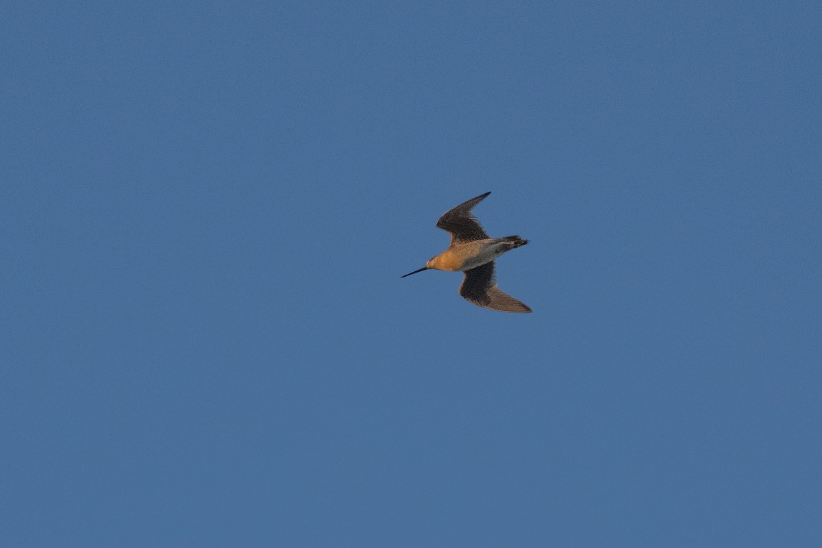 Short-billed Dowitcher - ML642511360