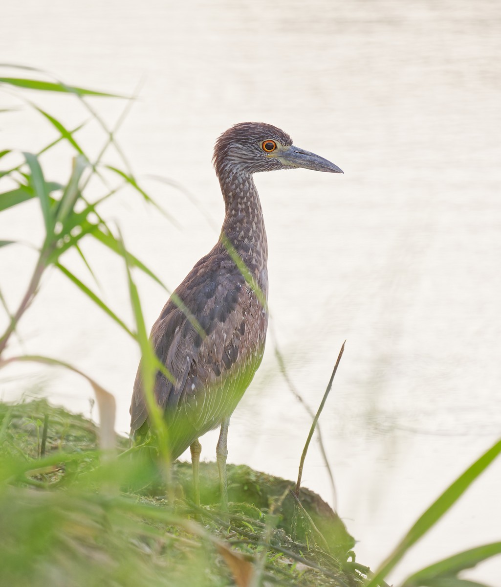 Yellow-crowned Night Heron - ML642511382