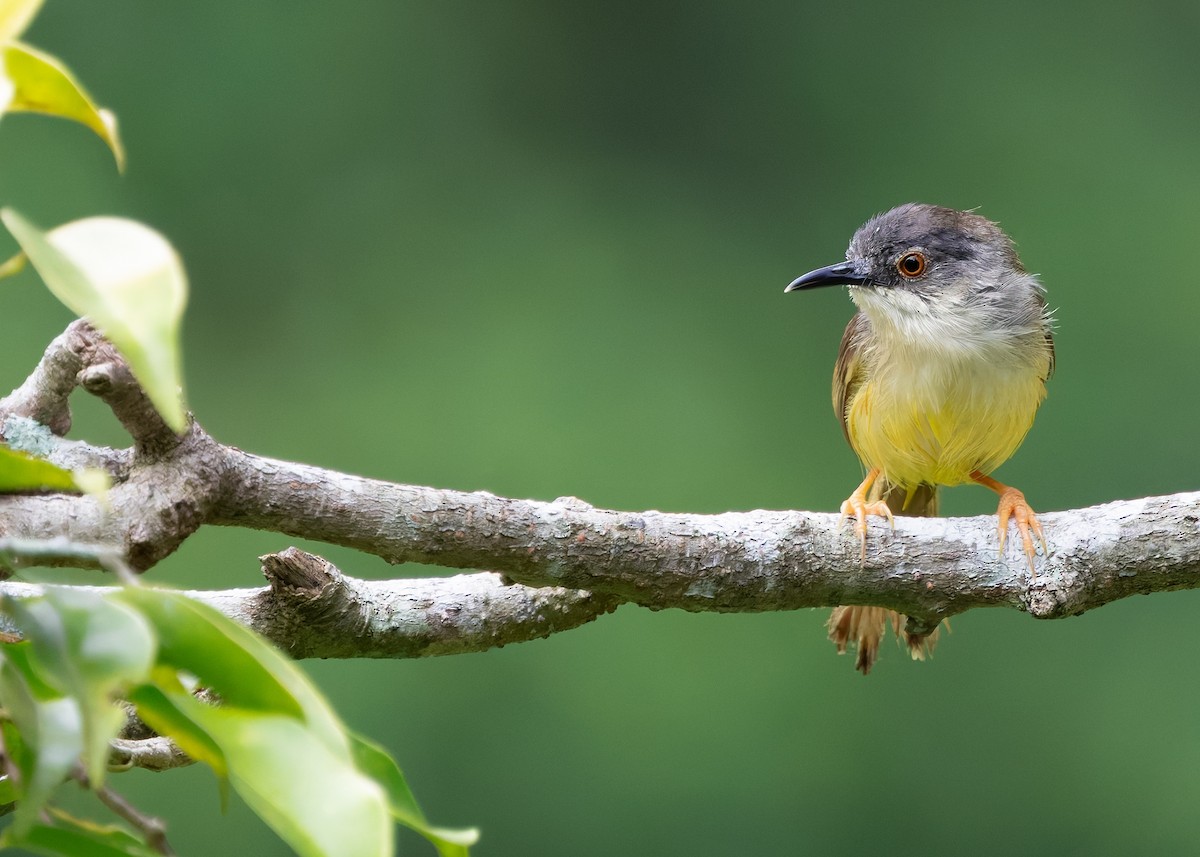 Yellow-bellied Prinia - ML642511385