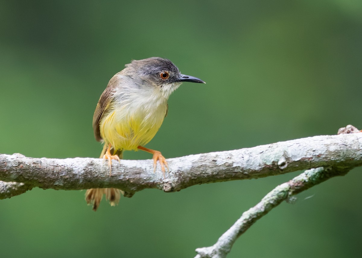 Yellow-bellied Prinia - ML642511386