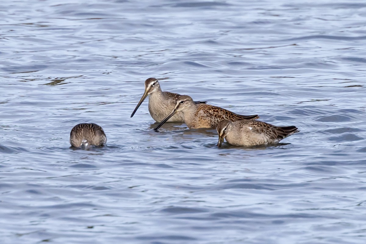 Хараалжин цууцил - ML642511403