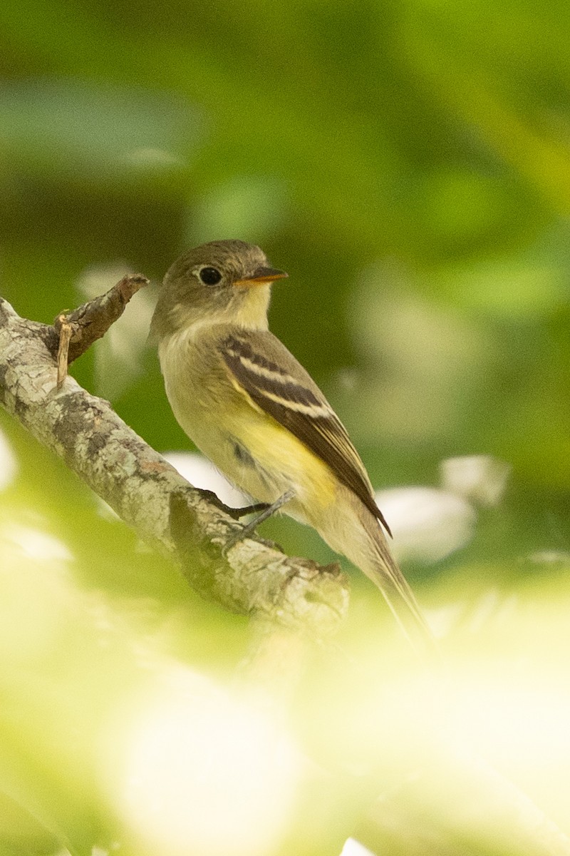 Moucherolle à ventre jaune - ML642511420
