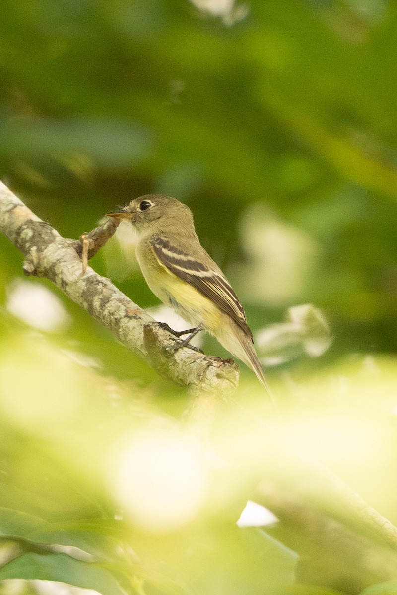 Moucherolle à ventre jaune - ML642511421