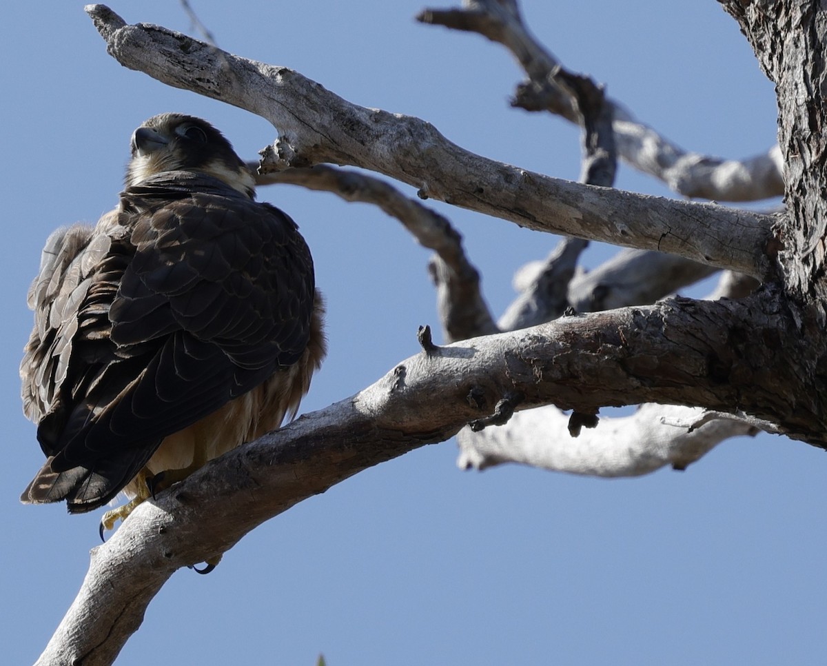 Australian Hobby - ML642511461