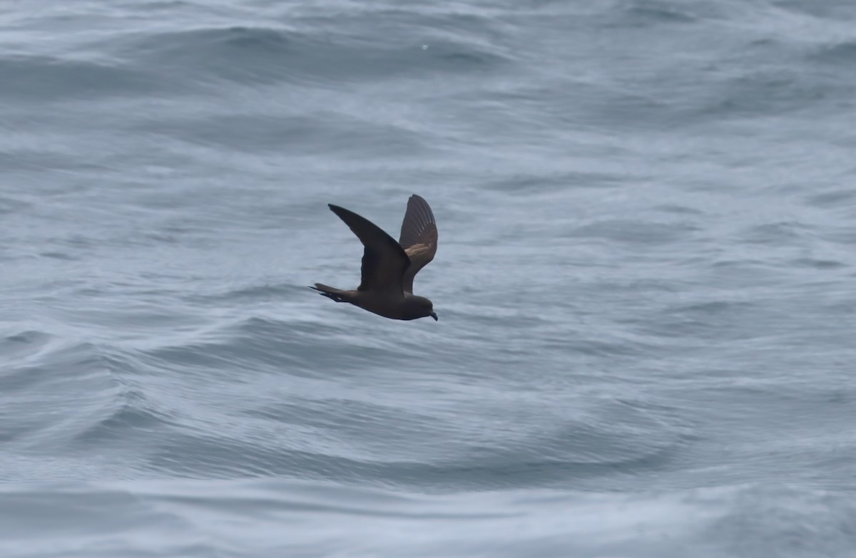 Black Storm-Petrel - ML642511464