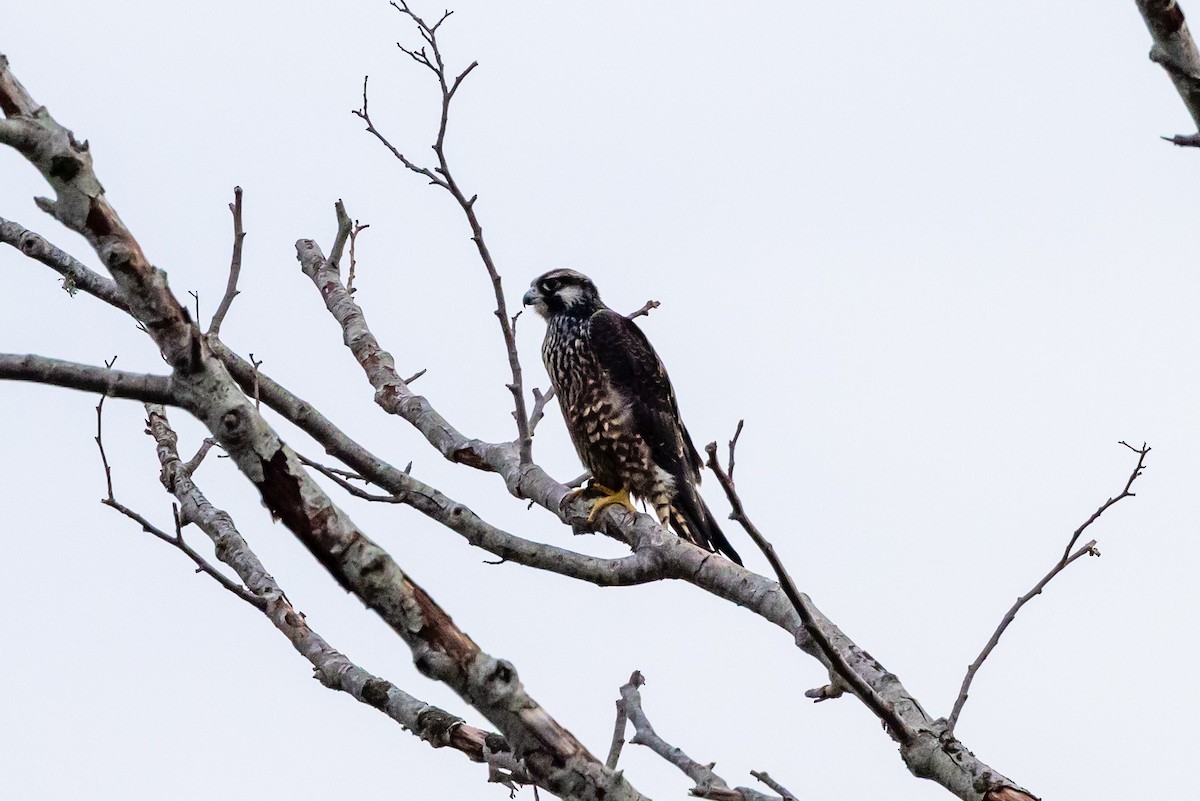 Peregrine Falcon - ML642511484