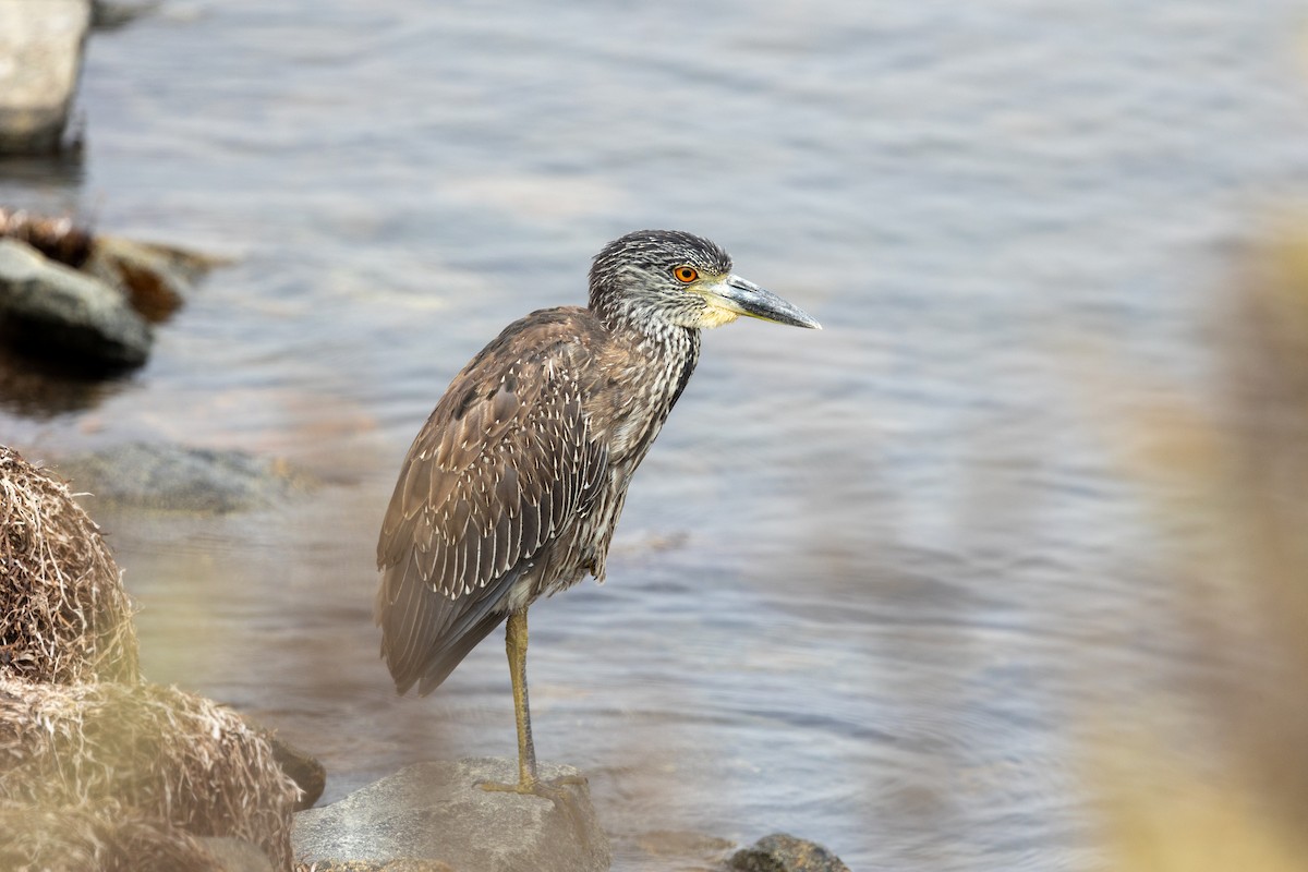Yellow-crowned Night Heron - ML642511486