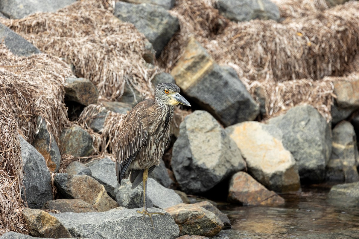 Yellow-crowned Night Heron - ML642511488