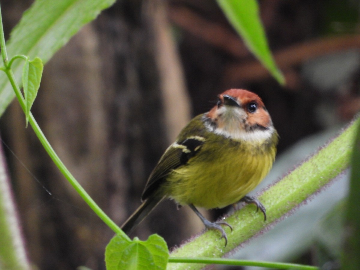 Rufous-crowned Tody-Flycatcher - ML642511505
