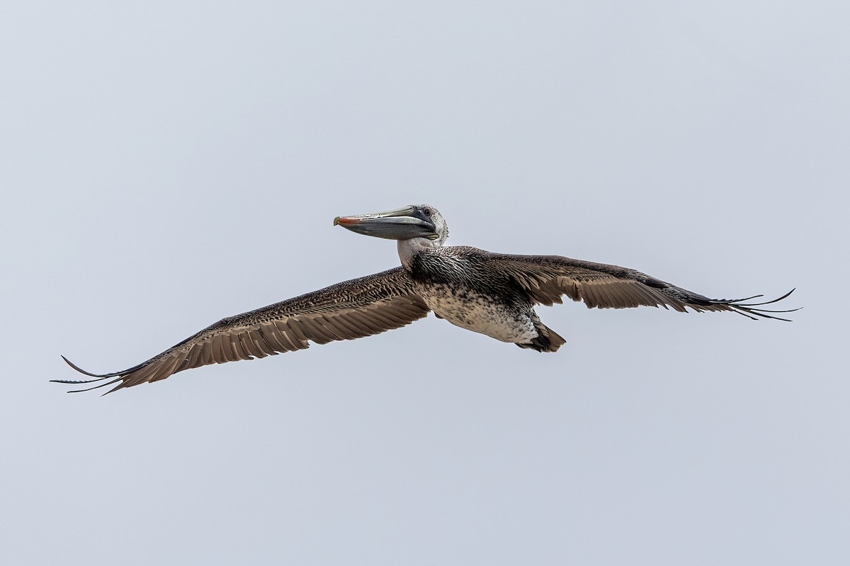Brown Pelican - ML642511513