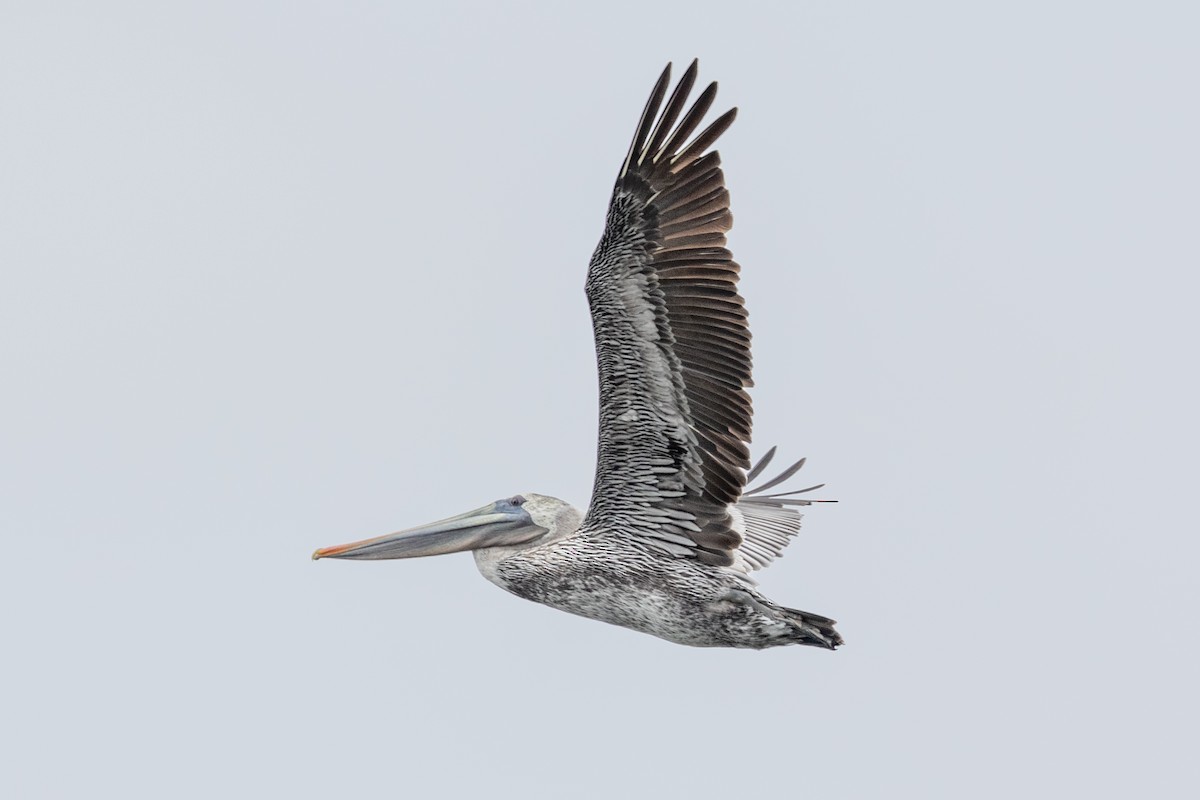 Brown Pelican - ML642511515