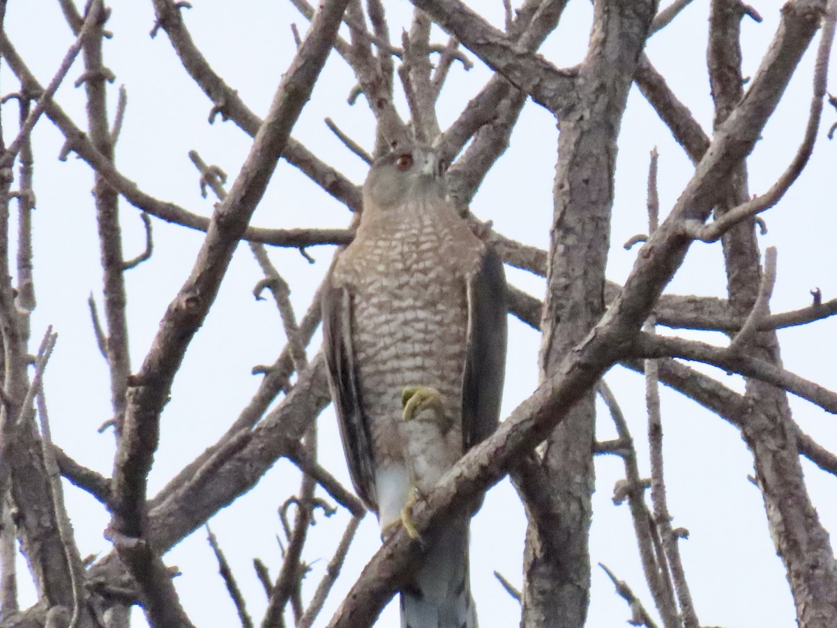 Cooper's Hawk - ML642511522