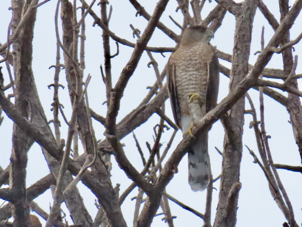 Cooper's Hawk - ML642511523