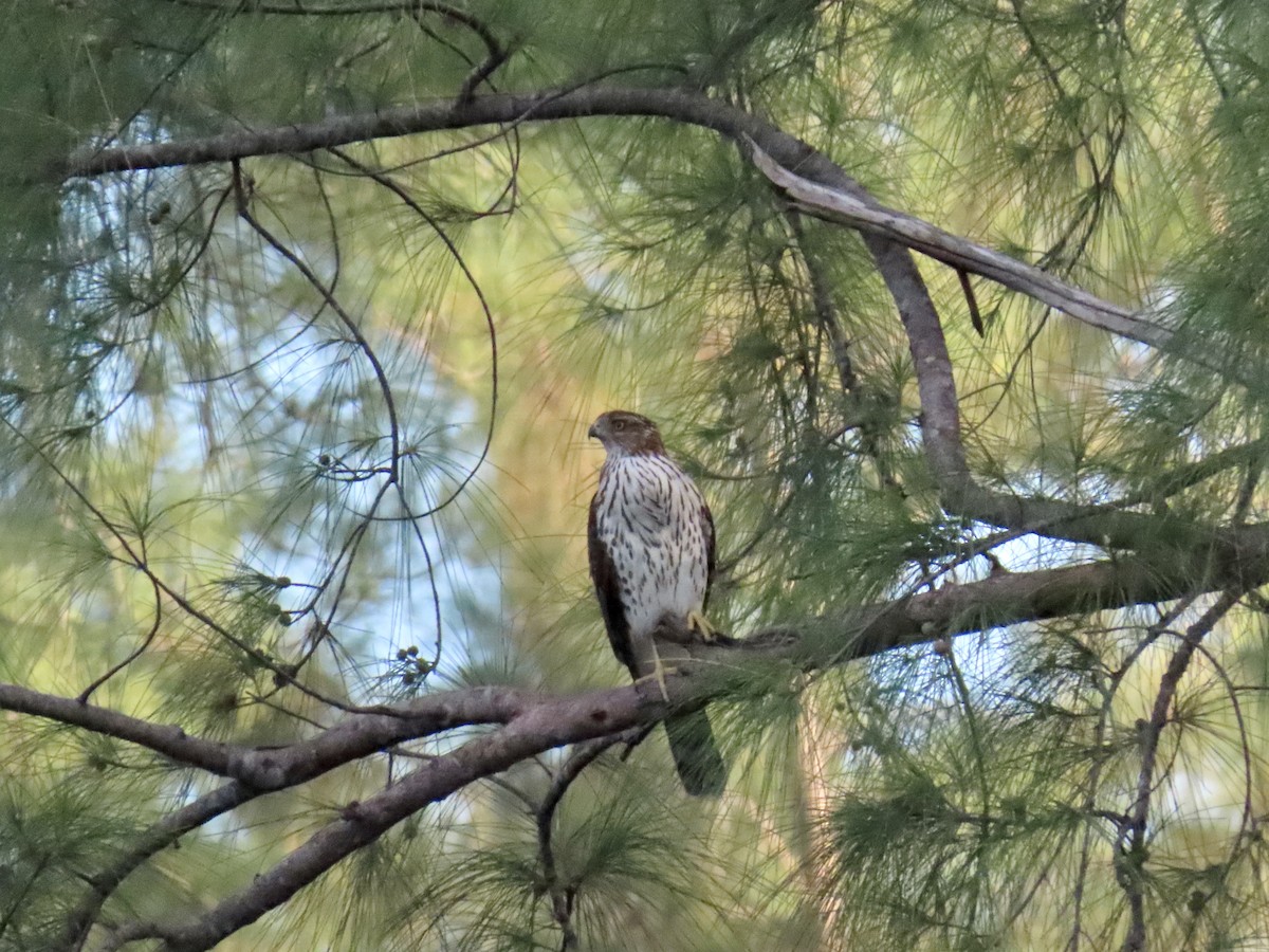 Cooper's Hawk - ML642511524