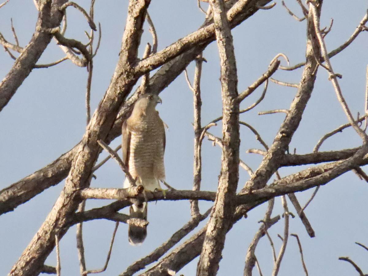 Cooper's Hawk - ML642511525