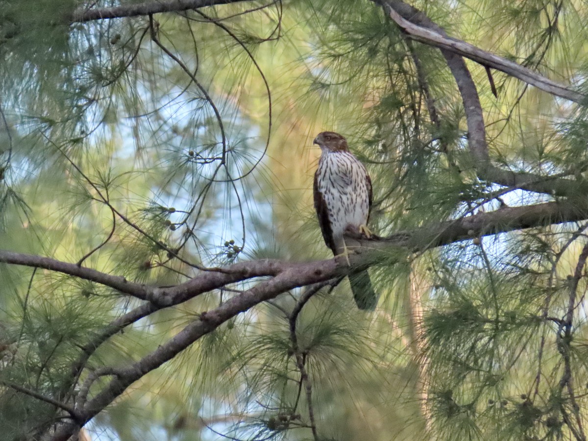 Cooper's Hawk - ML642511526