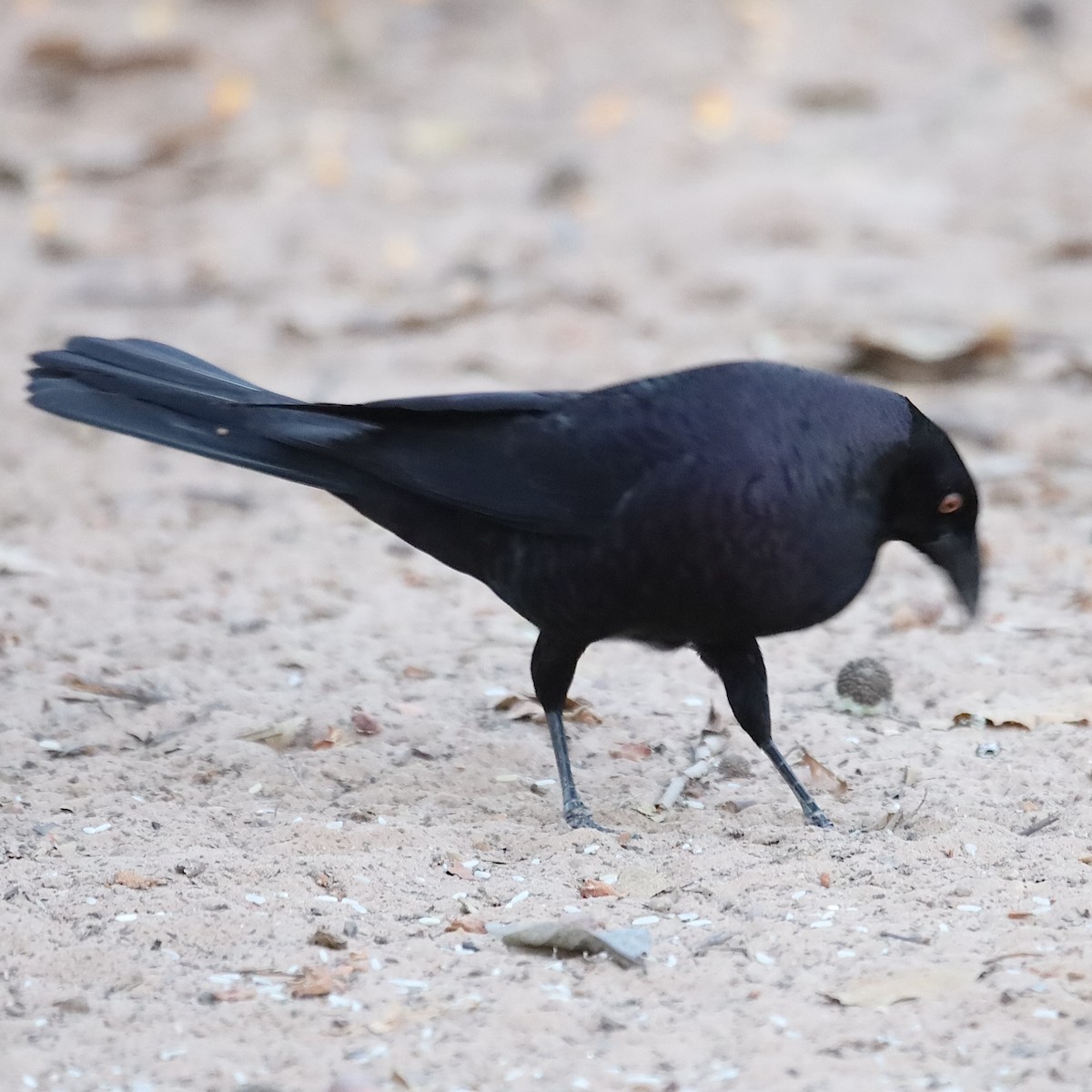 Giant Cowbird - ML642511527