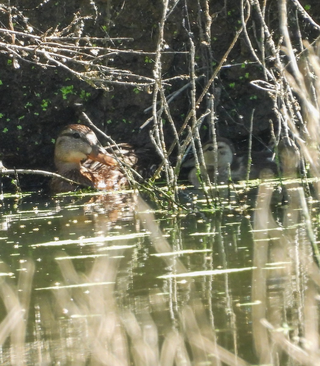 Mexican Duck - ML642511541