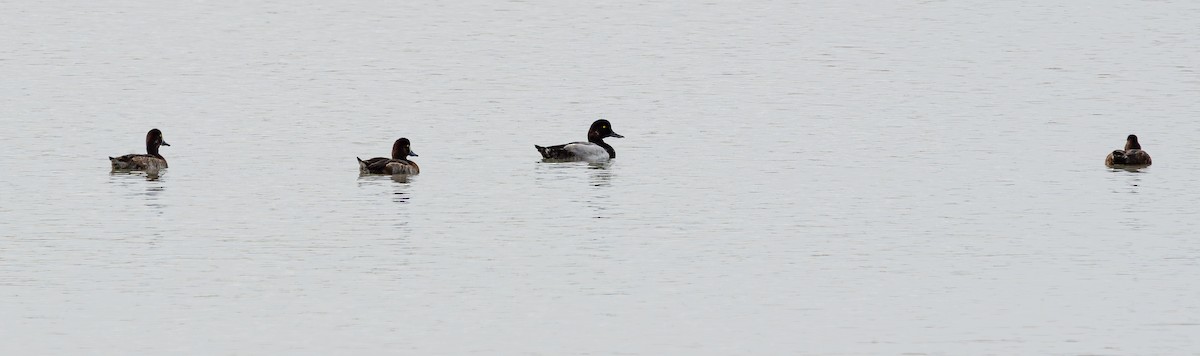 polák kaholka - ML642511550