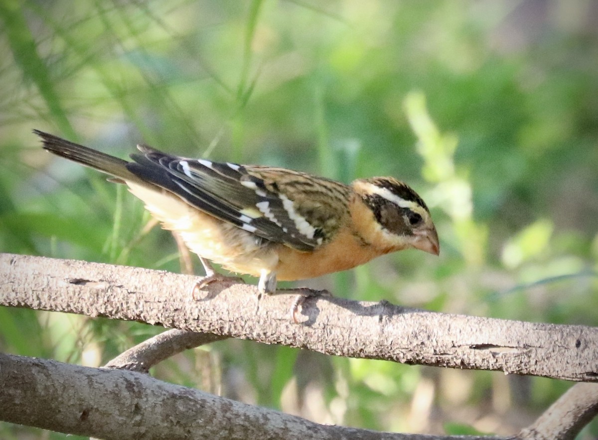 Black-headed Grosbeak - ML642511559