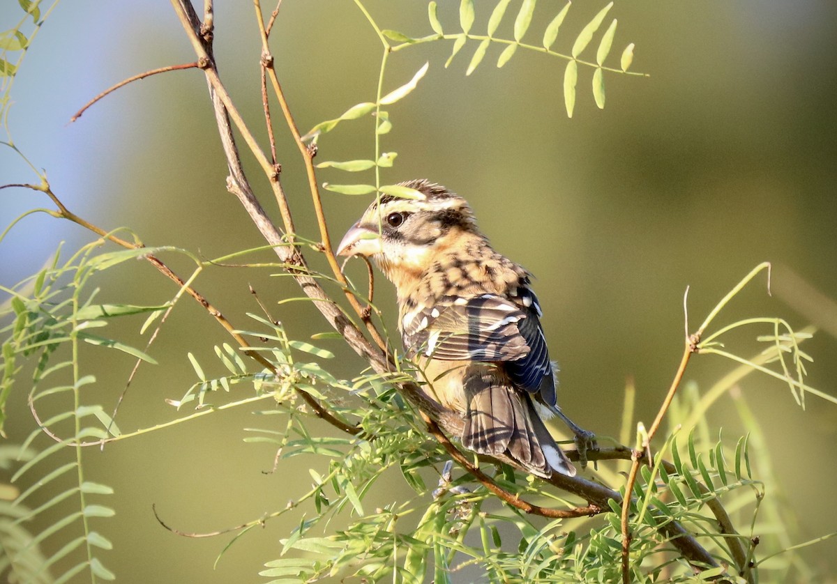 Black-headed Grosbeak - ML642511560