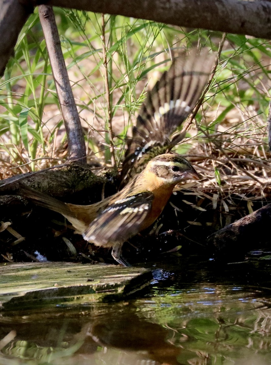 Black-headed Grosbeak - ML642511561