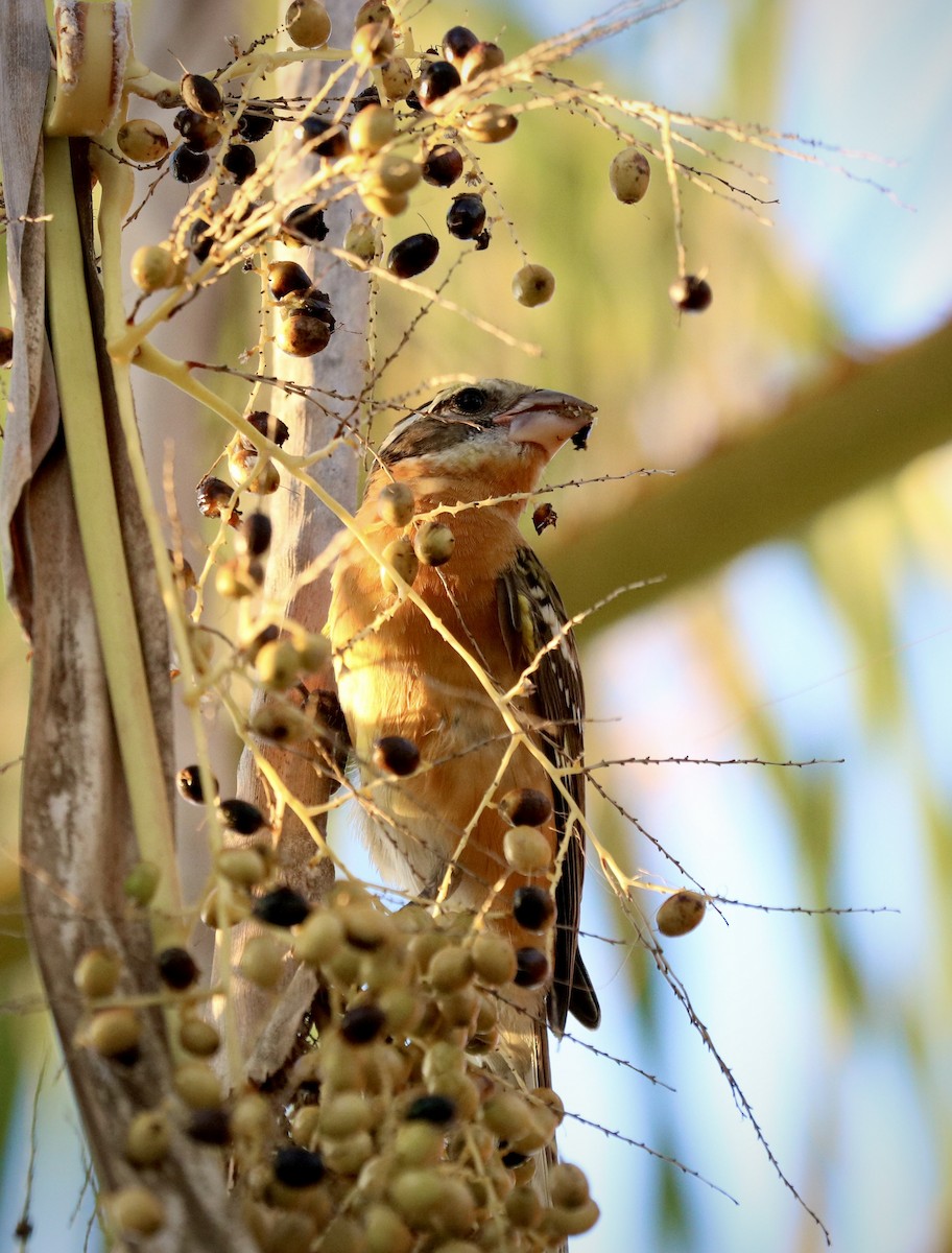 Black-headed Grosbeak - ML642511562