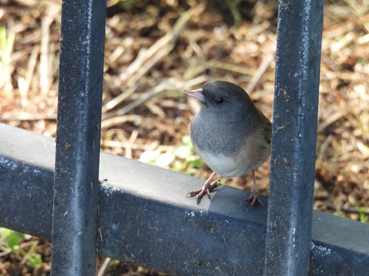 Dark-eyed Junco - ML642511580