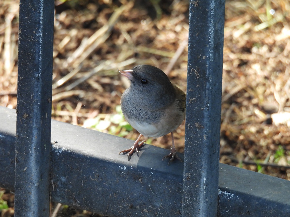 Dark-eyed Junco - ML642511581