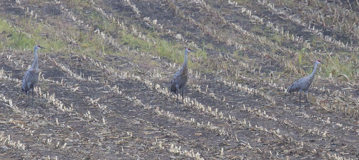 Sandhill Crane - ML642511586